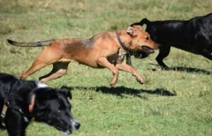 Conheça os caminhos para desenvolver a inteligência dos cães